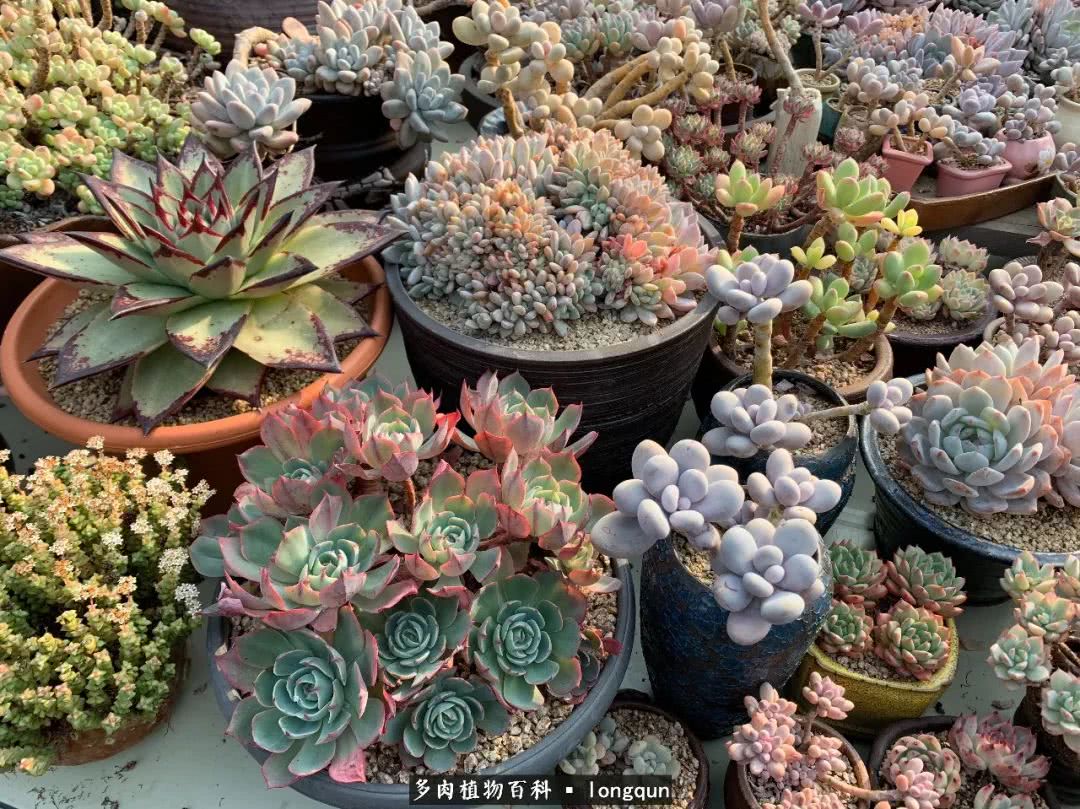 肉叔带你走遍韩国多肉大棚,记一次精彩的采摘之旅