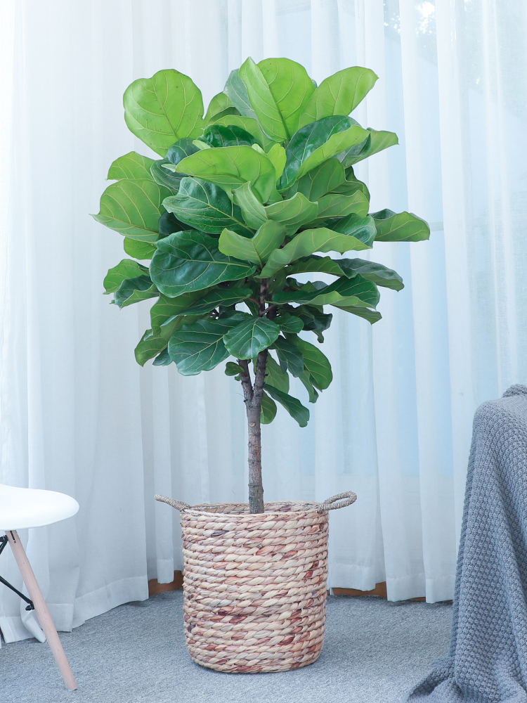 好养的盆栽花卉大全,人养花花