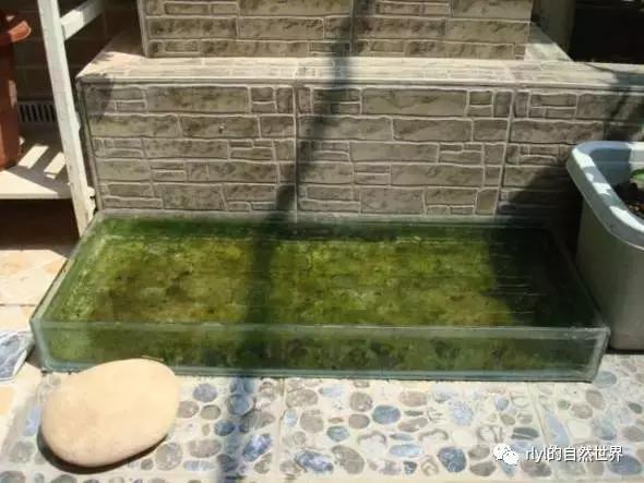 最好养的半水龟排行,半水龟饲养环境简单