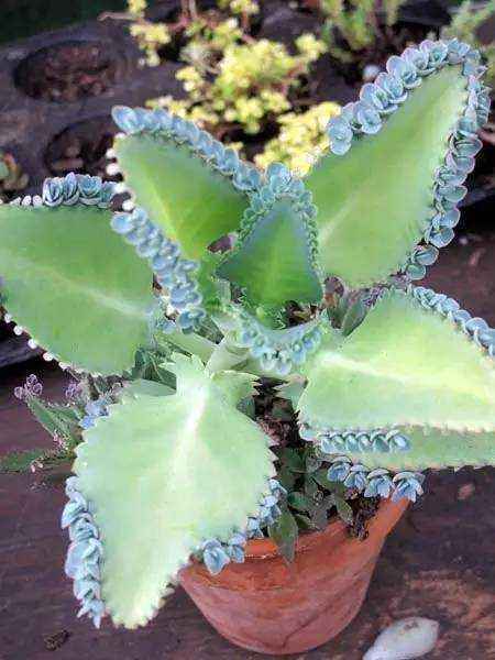 农村瓦片上长的多肉,农村多肉随便养