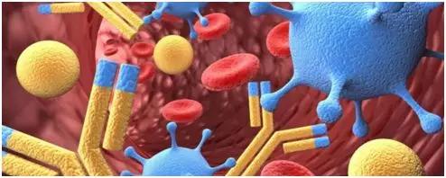 修正免疫球蛋白真能增加抵抗力吗,免疫球蛋白提高免疫力几针有效