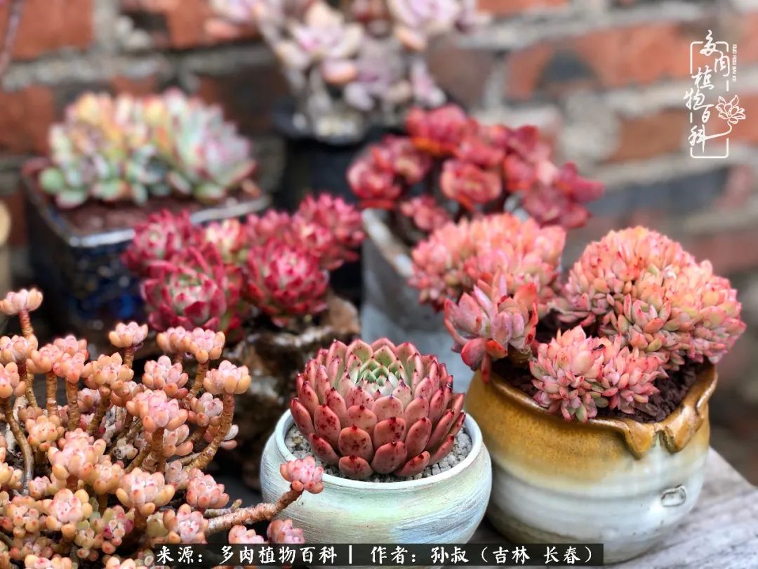 与多肉一起成长,与多肉相伴