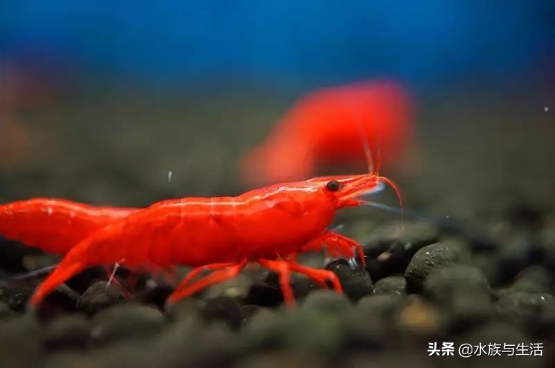 樱花虾极火虾这类观赏虾能长多大,观赏樱花虾极火虾