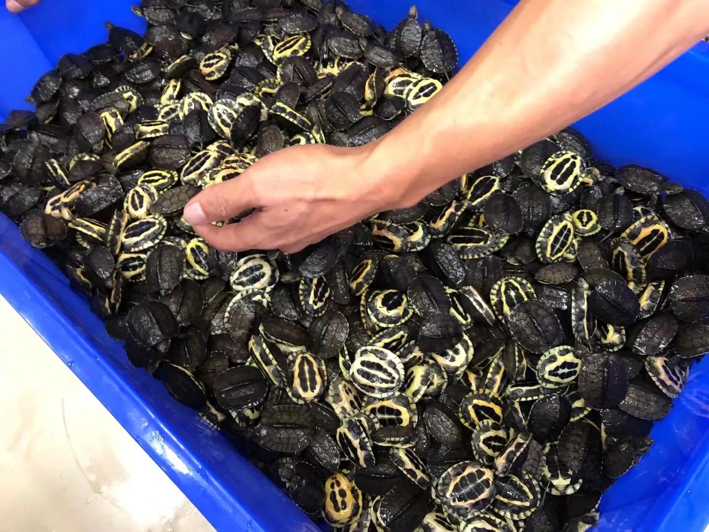 如何能合法养殖龟,珍稀龟养殖视频教程全集