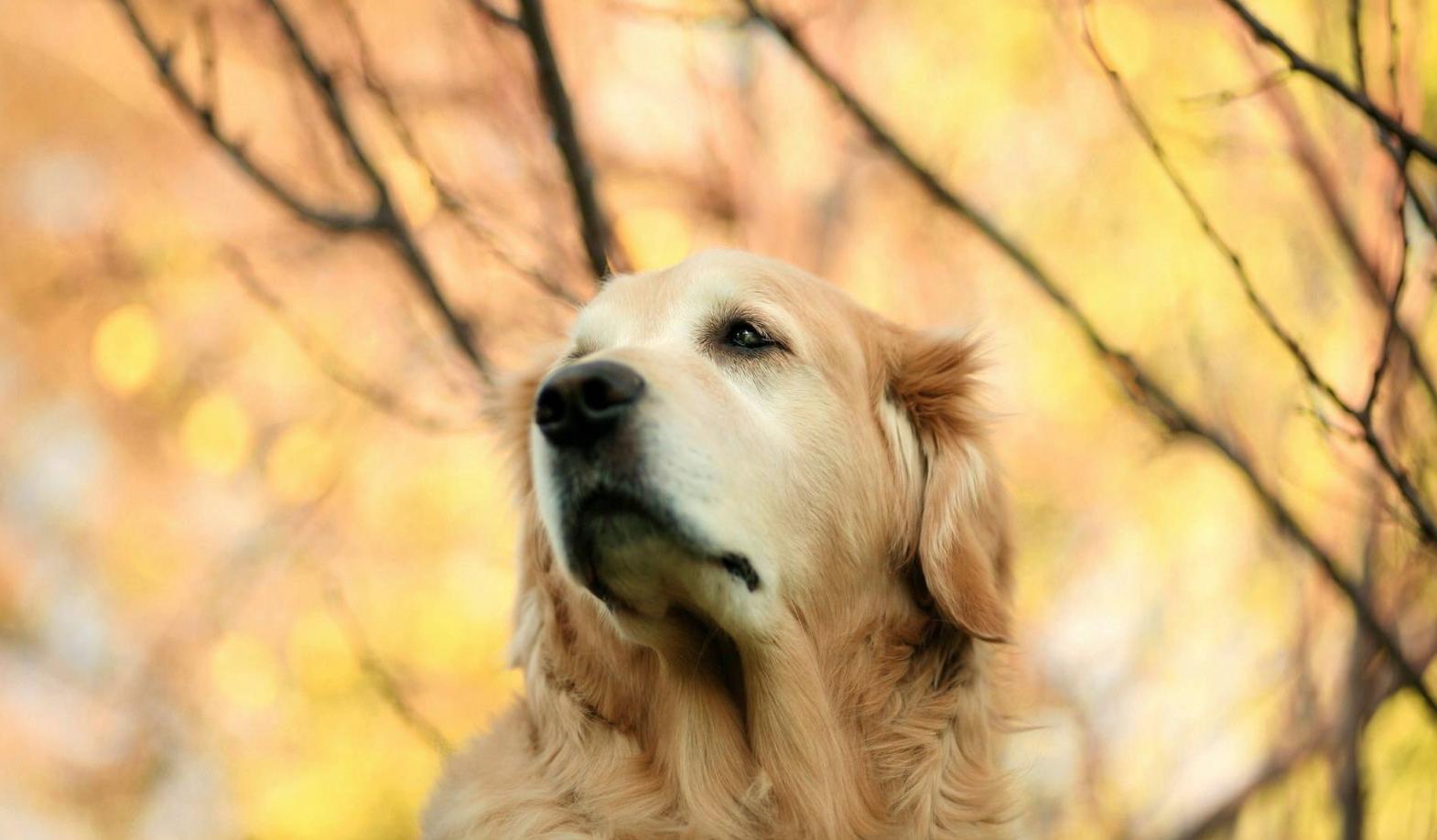 狗狗皮肤有真菌感染给它擦什么药,狗狗皮肤病治疗后皮肤变黑怎么办