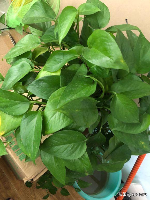 绿萝叶子尖发黑发黄怎么办,绿萝根部发黑叶子变黄怎么养