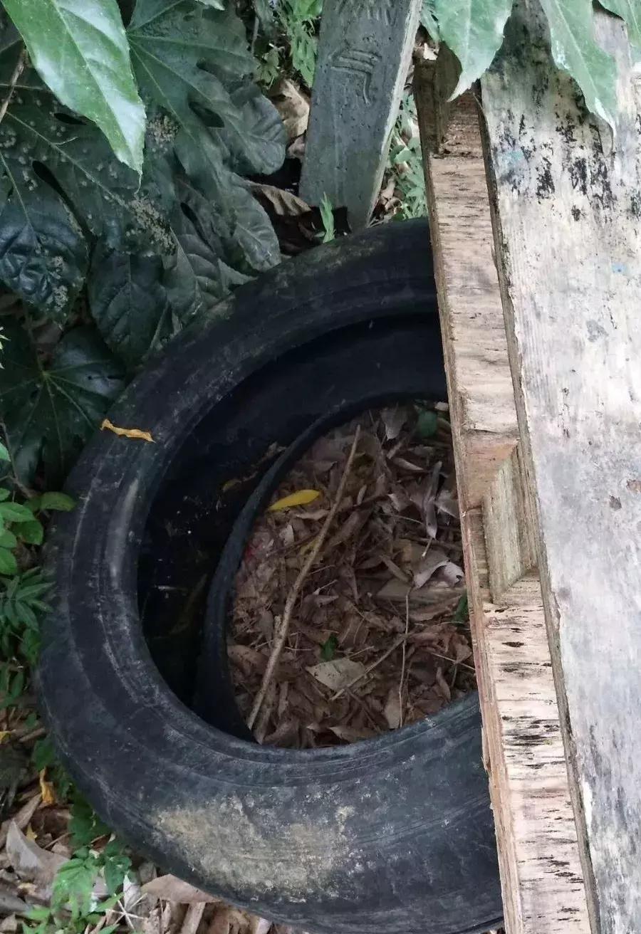 温州蚊子怎么这么多,蚊子警报