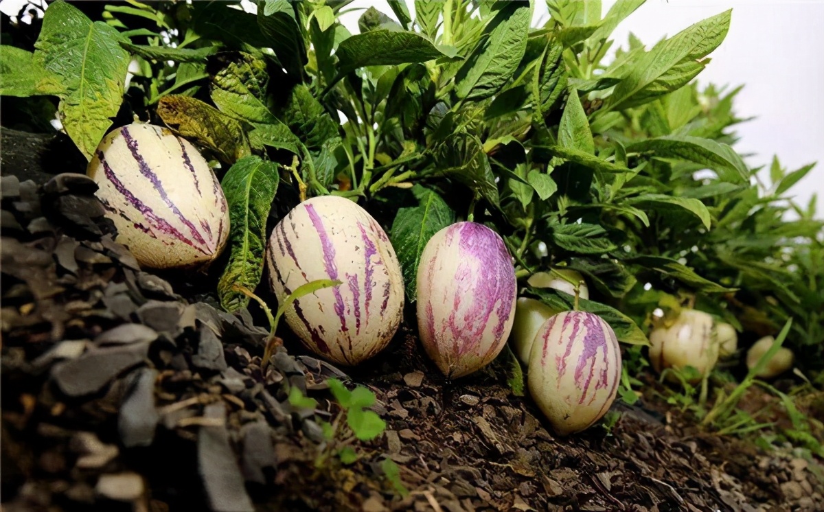 茄子引进中国的历史,茄子从哪个国家引进中国的