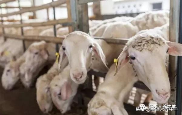 母羊养殖技术及配方,哺乳期母羊怎么饲养管理