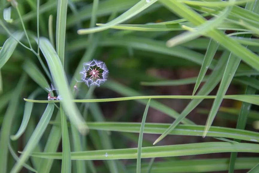 “你在看什么?”“兰大的烟火气”