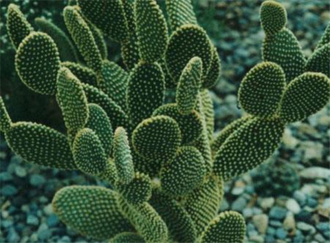 仙人掌怎么养才会爆盆,仙人掌如何长大不长侧芽还开花