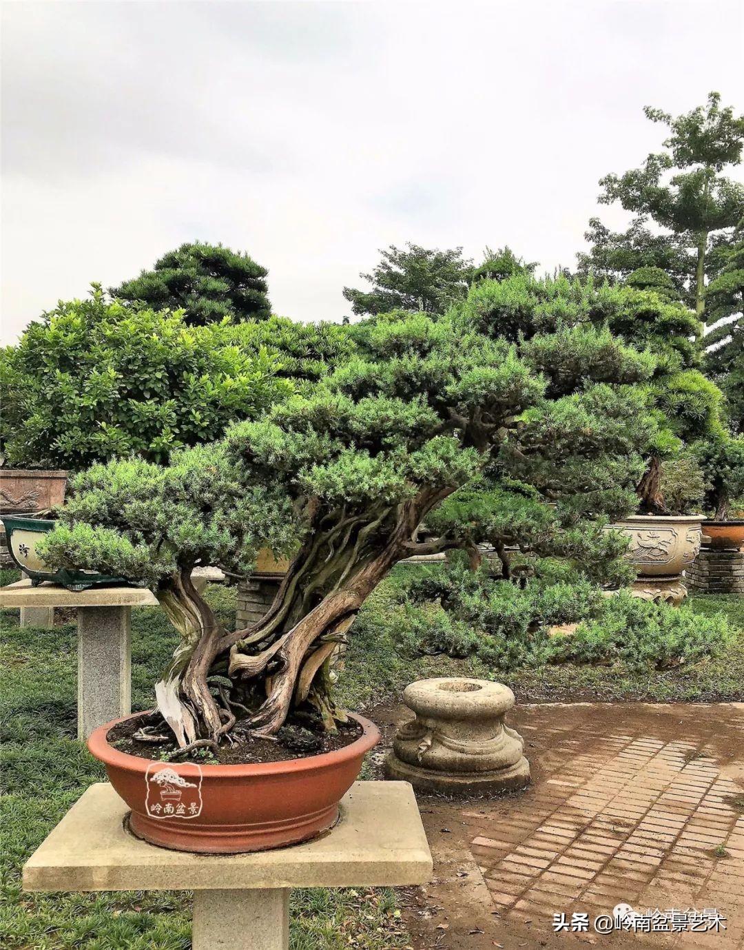 室内十大盆景名贵树种排名,十大盆景名贵树种排名火棘