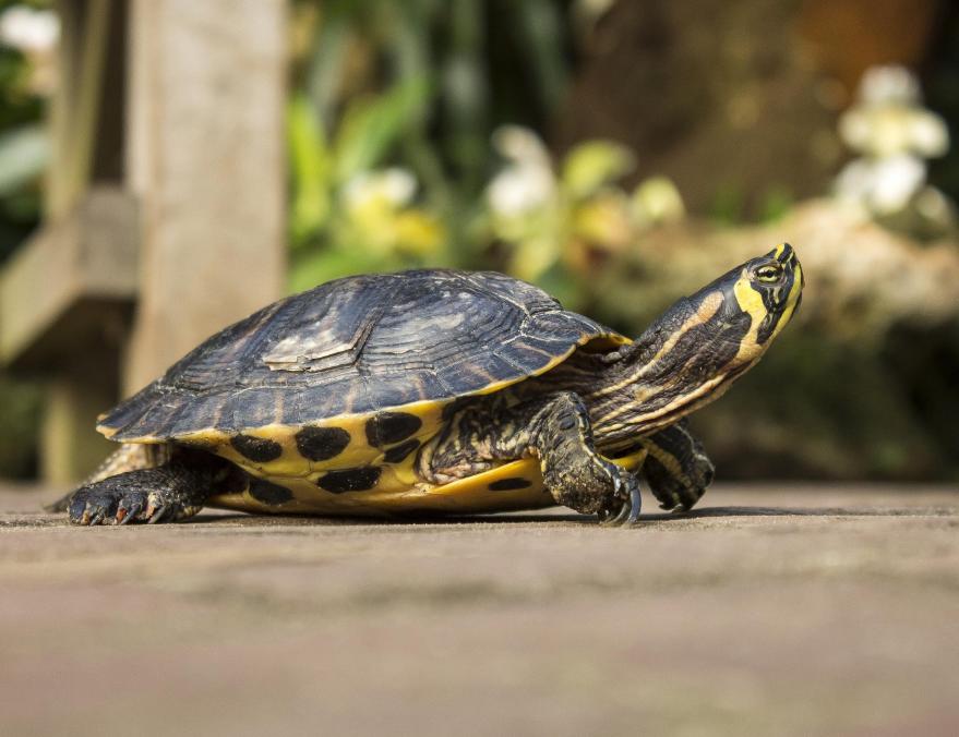养乌龟的方法和注意事项,乌龟好养吗怎样正确的饲养乌龟