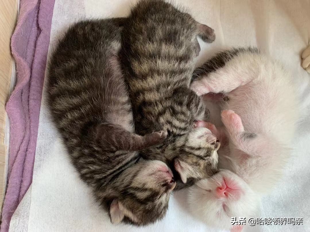 猫咪乳糖不耐受吃什么猫粮,猫咪不爱喝奶该如何解决