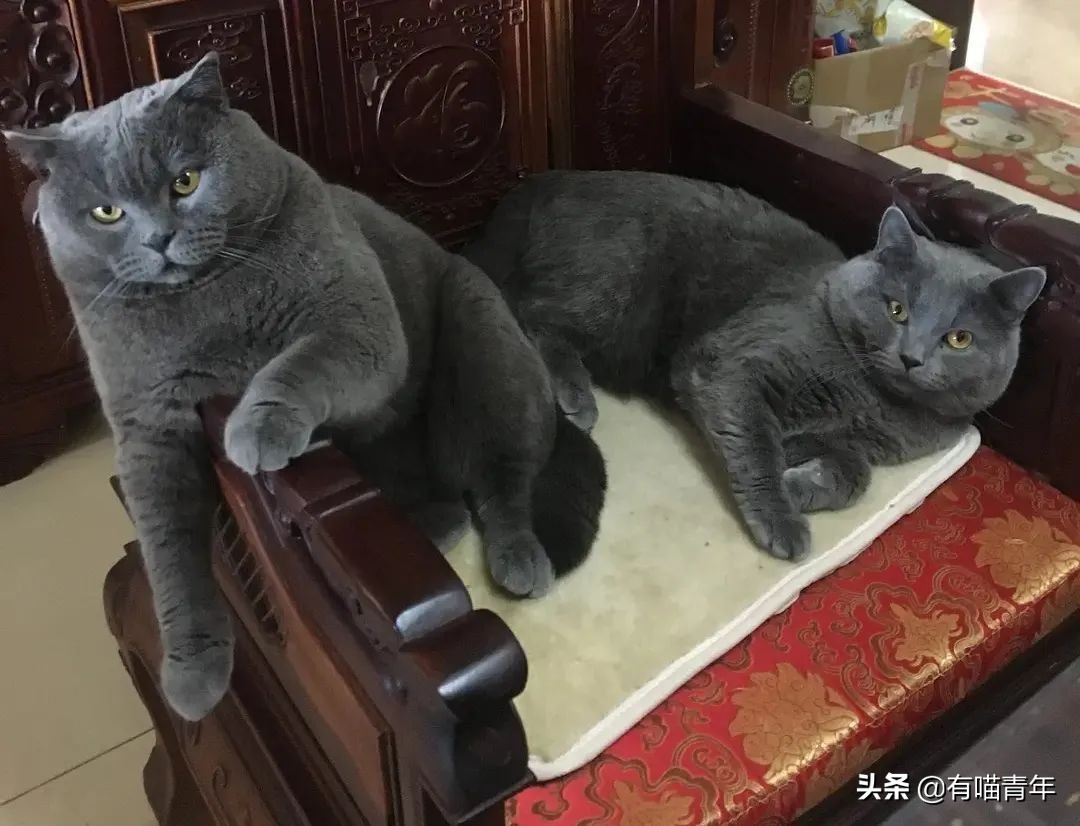 橘猫为什么是魔鬼,橘猫的恐怖之处