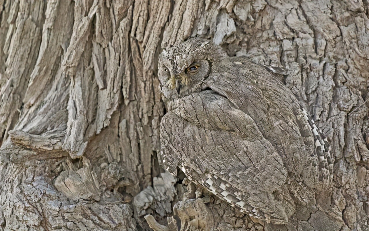 保护自己的最佳方式就是不高估,如何不露锋芒低调保护好自己