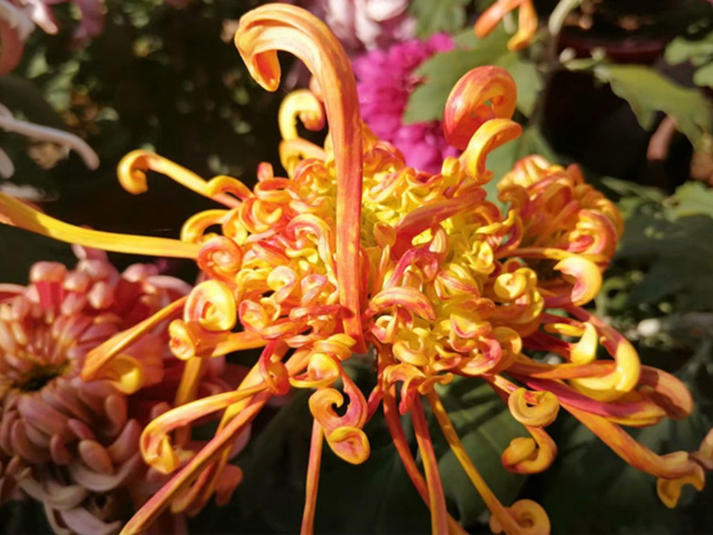 菊花常见病害有哪些,菊花好养吗病害多吗