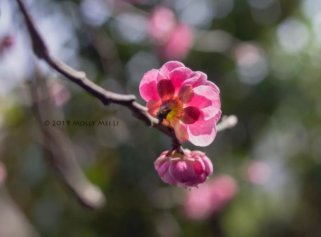 康泰时f2镜头评测,康泰时contaxg21f2.8镜头