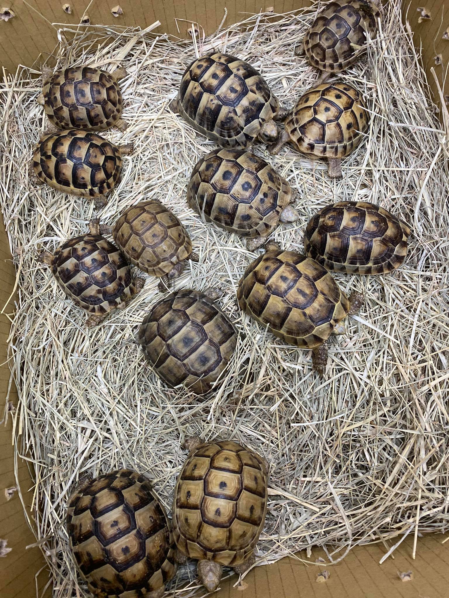 欧洲陆龟排酸吗,欧洲陆龟的图片