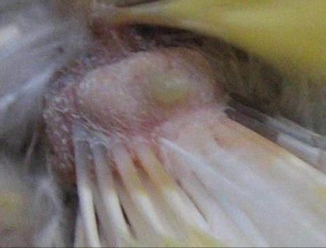 鹦鹉脂肪瘤和卡蛋区别,鸟类尾脂腺的作用