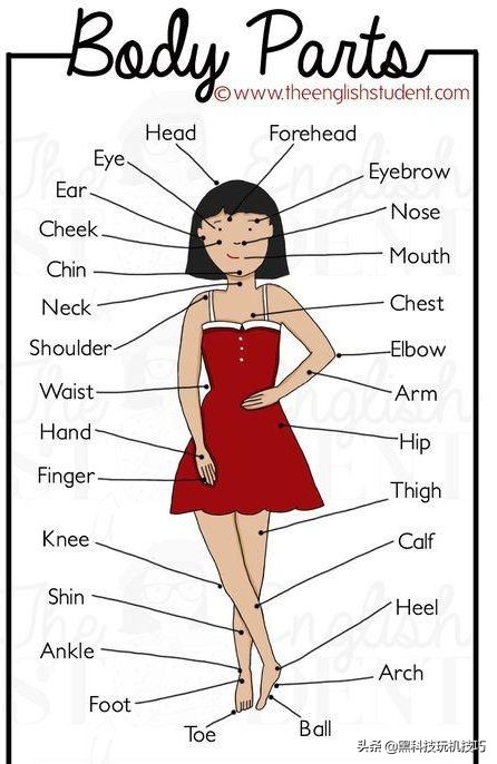 三年级上册英语人体部位怎么读,英语人体部位教读