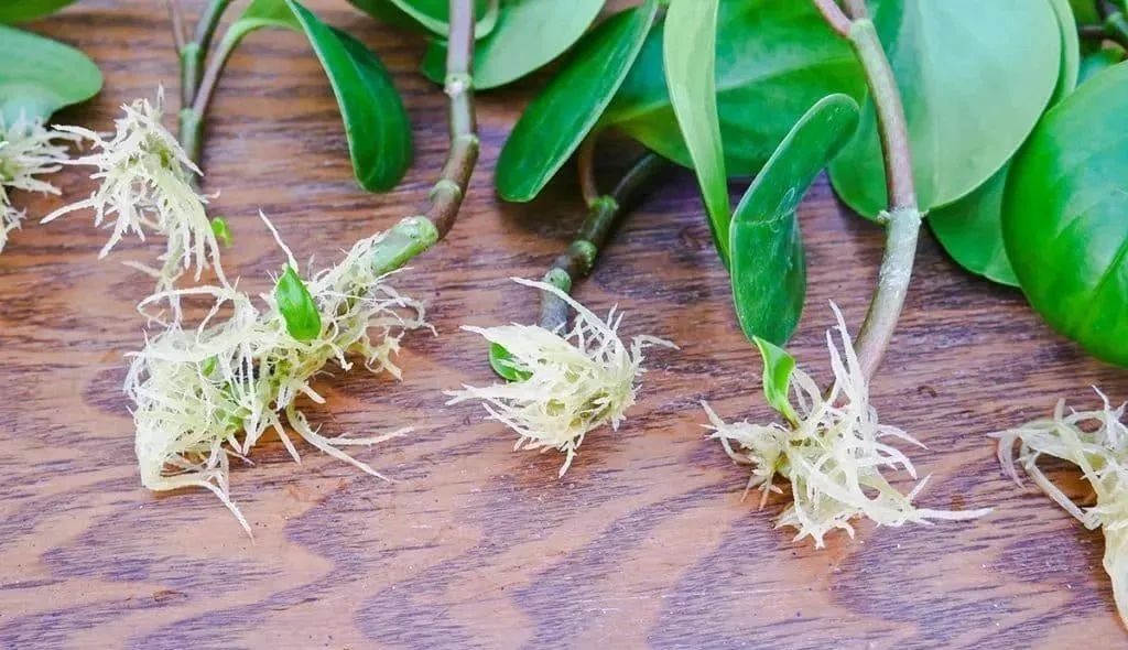 碧玉怎么养开花,碧玉盆栽的花怎么养好活