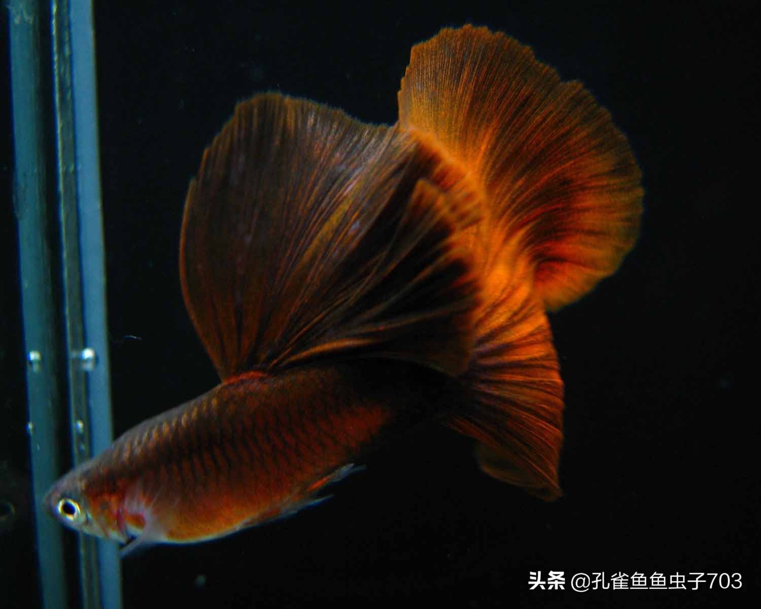 孔雀鱼要怎么买,买孔雀鱼注意哪些事项呢