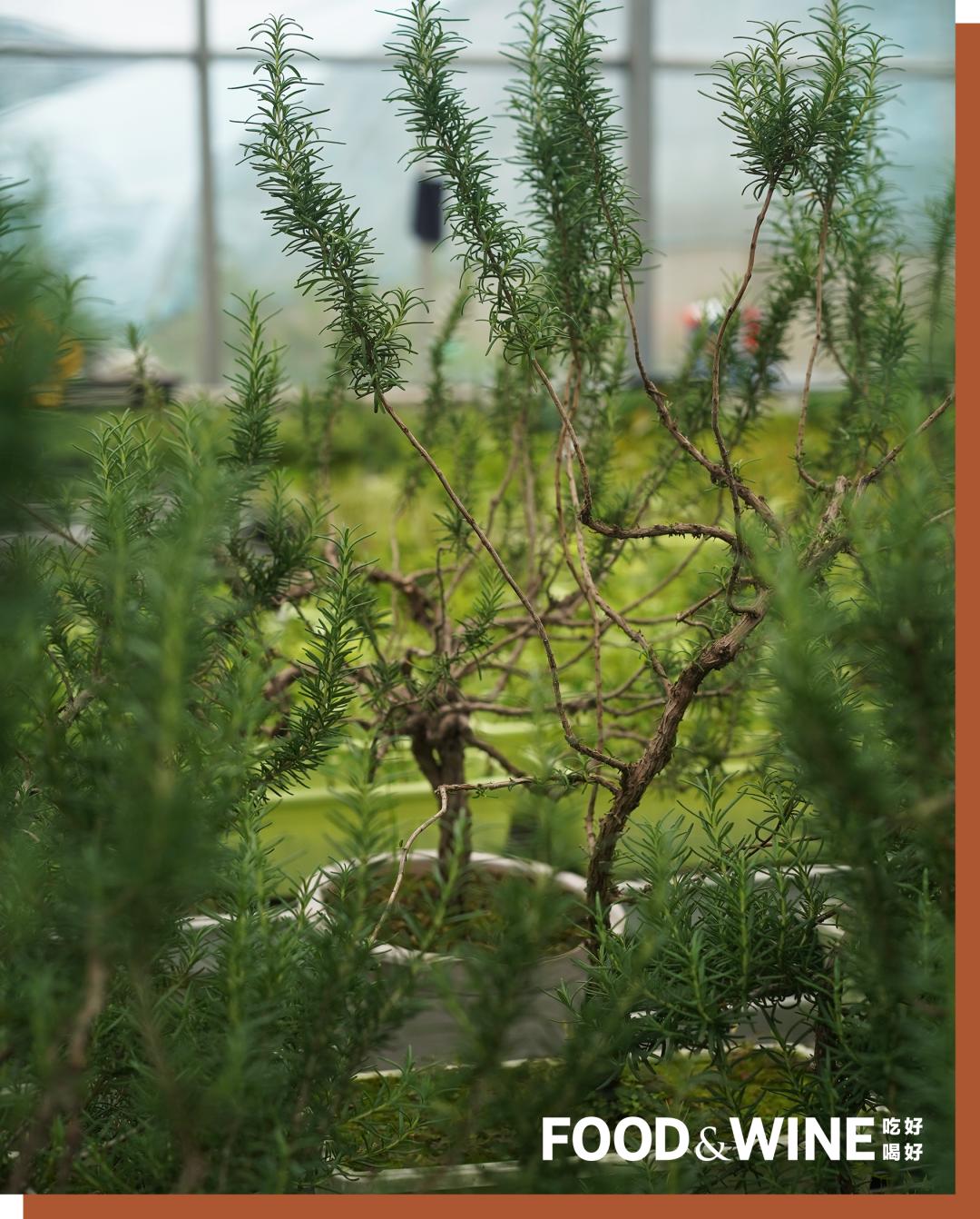 有机蔬菜需要了解哪一些,有机蔬菜基础知识