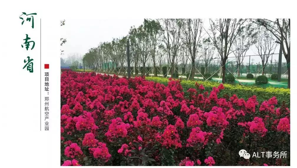 天鹅绒紫薇花烂漫,花争艳