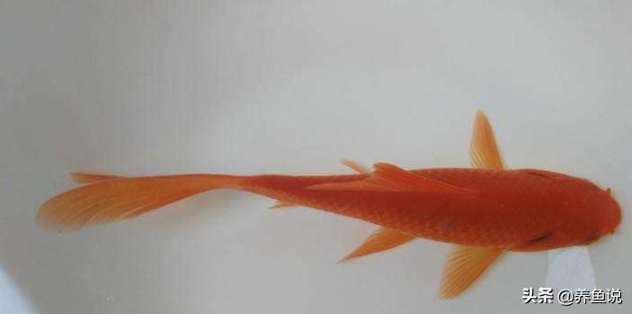 观赏鱼吃这3种活食更健康，且简单方便好入手，新手养鱼活食首选