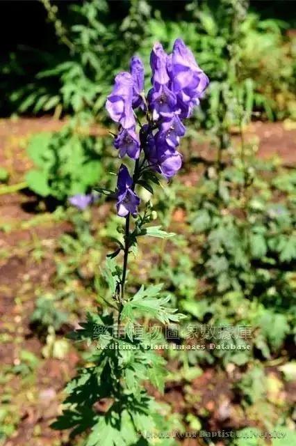 中药川乌在家怎么熬,每天最少学一味中药川乌