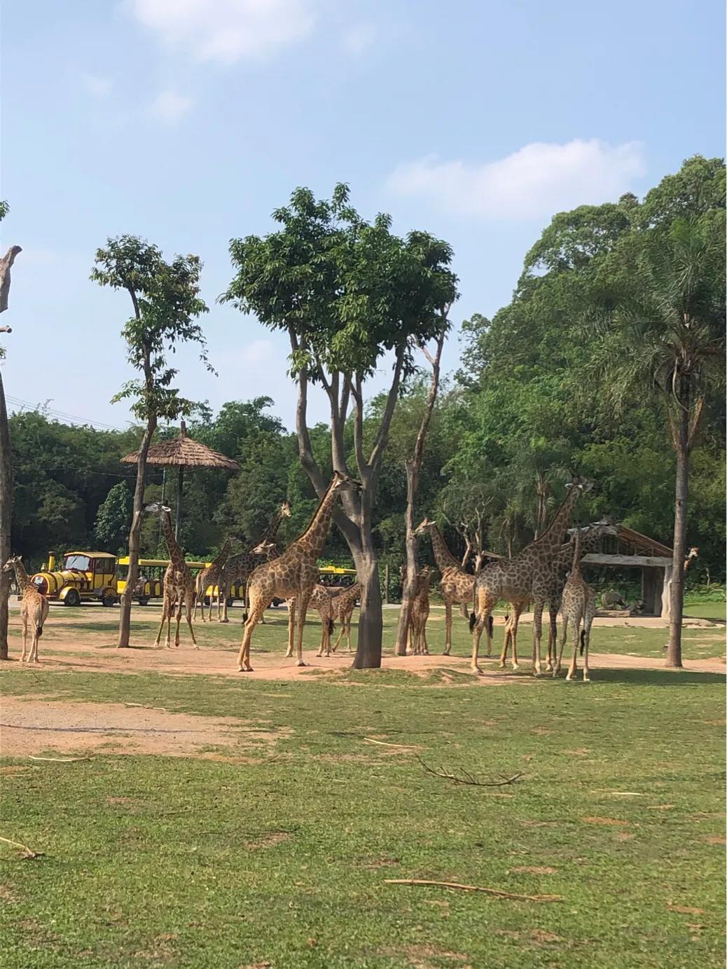 暑期广州长隆野生动物世界门票,长隆海洋王国和野生动物园门票