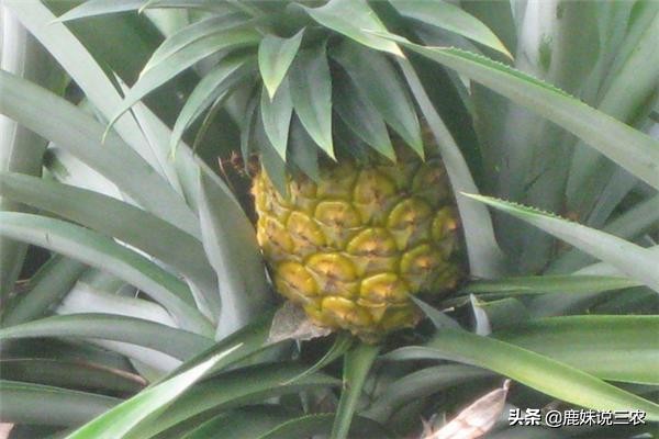青菠萝种植技术视频,菠萝高产种植技术图