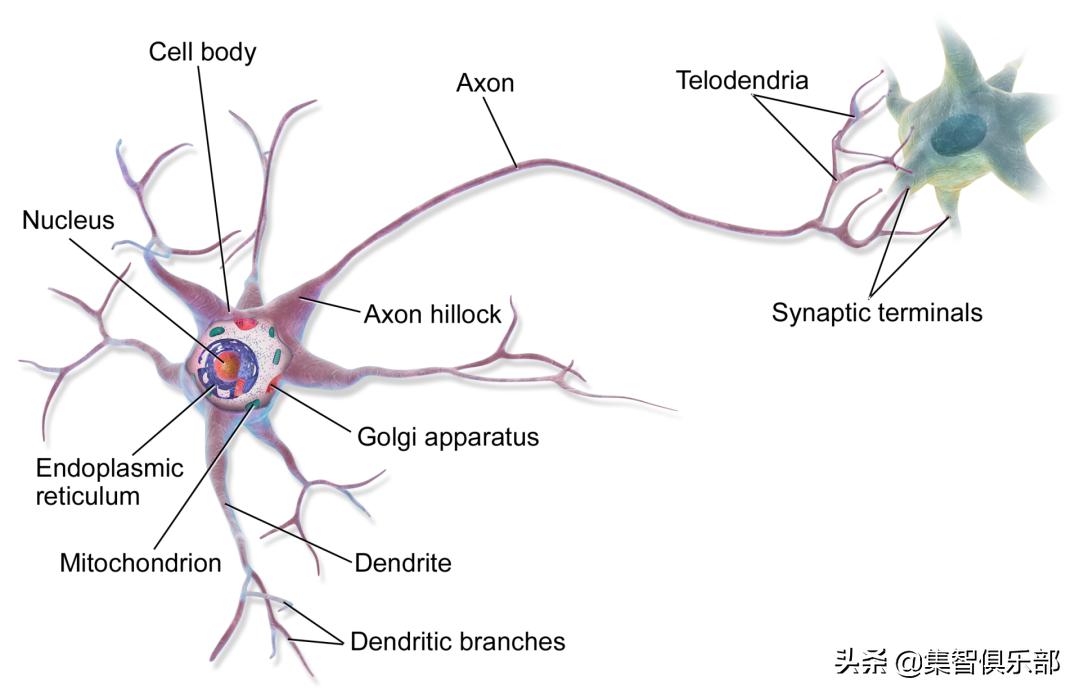 人类大脑耗能占比,大脑的耗能行为有哪些