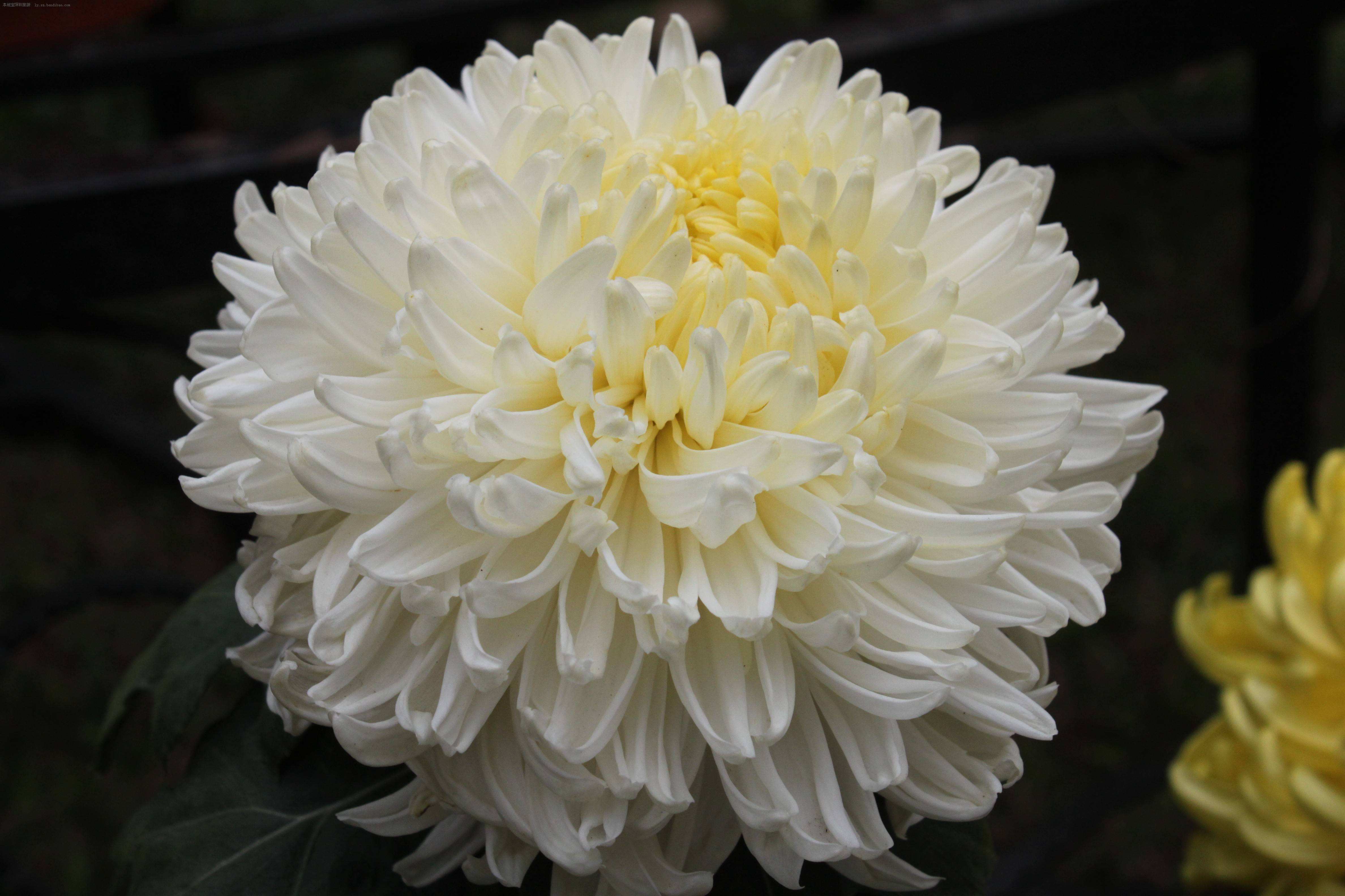 菊花生虫怎么治疗最好,菊花生虫后的样子是怎样的