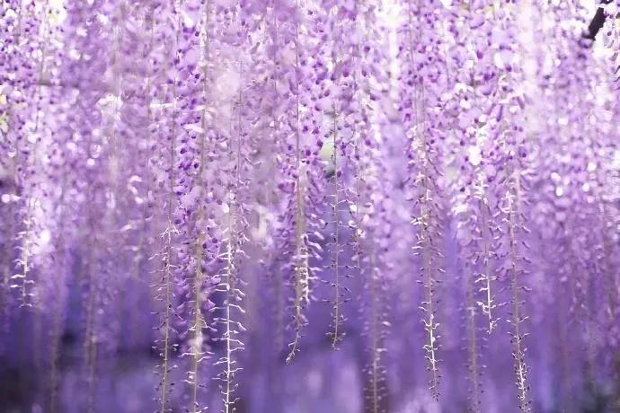 50种·蓝紫色系植物,尊享高贵典雅浪漫的视觉盛宴