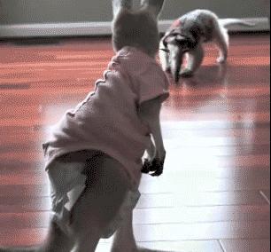 陈鹤皋疯狗拳自由搏击,陈鹤皋疯狗拳宗师