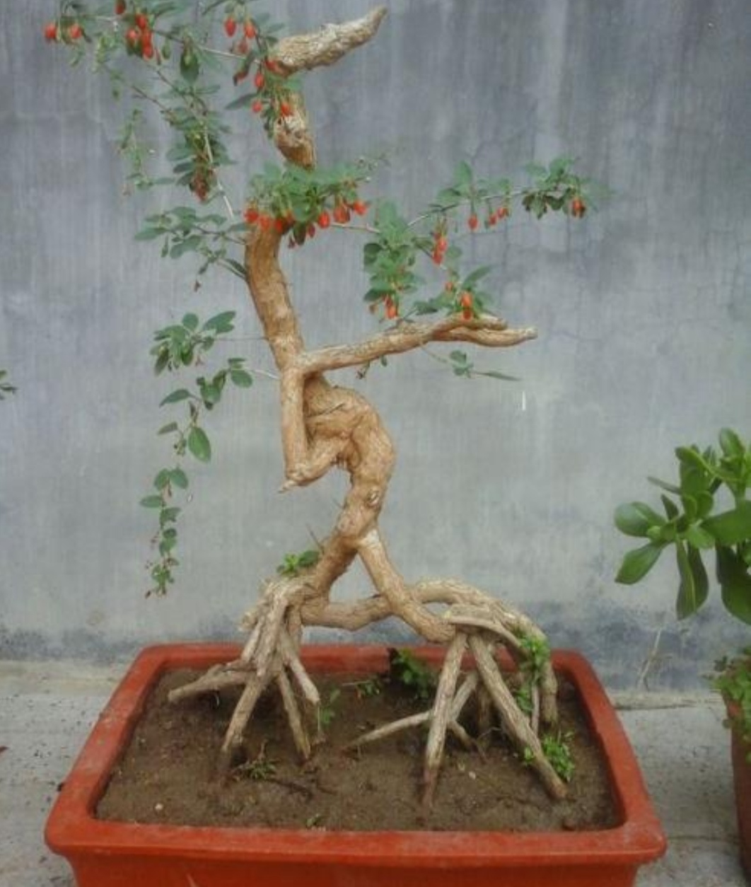 野采枸杞树怎么做盆景,怎么制作枸杞树盆景