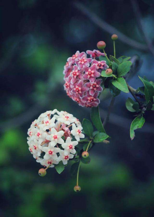 人养花花养人养花养出好心情,适合家养的盆栽花卉大全