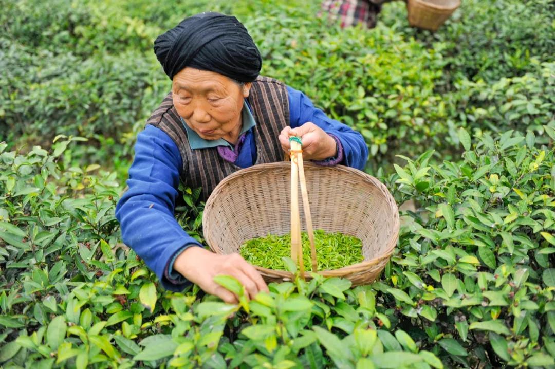 甘肃陇南属于西北吗,陇南是不是甘肃的好地方