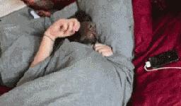 鏃ユ湰鐚村瓙鍚冮奔,鏃ユ湰鐚村瓙绉冨ご鍚冮潚鑺遍奔