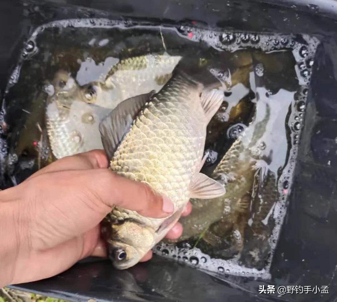 遇到鱼上浮该怎么钓,春季鲫鱼上浮不吃钩怎么钓