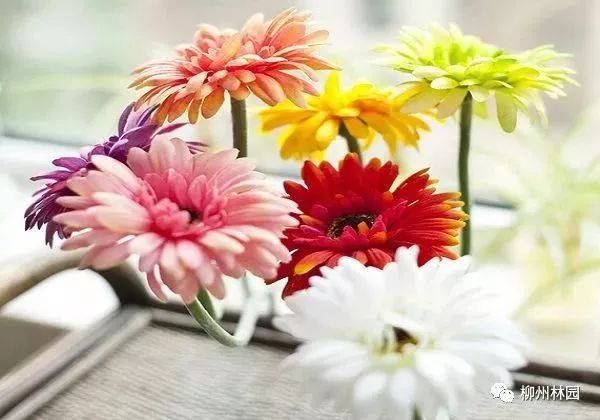 父亲节折什么花给父亲好,父亲节送给父亲什么