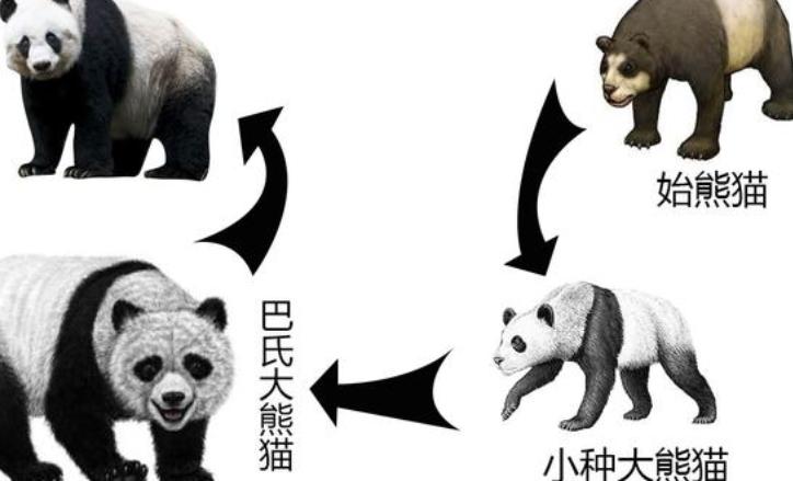 大熊猫在上古时代当过蚩尤的坐骑,蚩尤的坐骑大熊猫片段