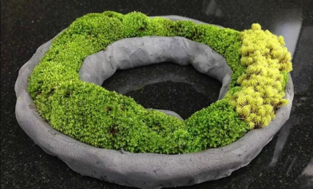 苔藓文竹制作微盆景图,怎么做苔藓小盆景