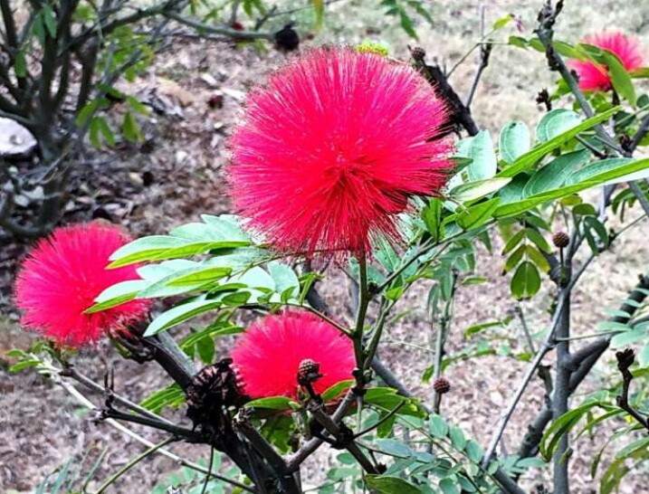 *欢合**花：花美叶美、有色有香的*欢合**花，管理与栽培
