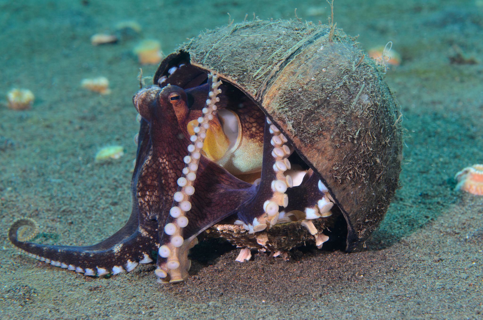 章鱼有9个大脑,章鱼有多聪明它有九个大脑