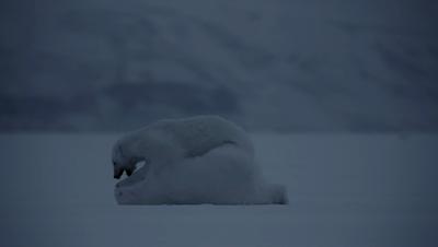 豆瓣netflix电影,bbc地球奇观纪录片