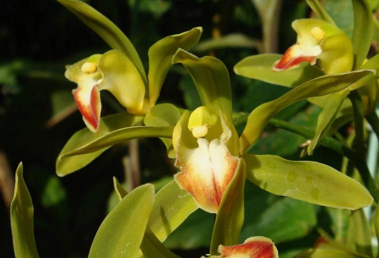 值得收藏的兰花品种有哪些图片,最好的兰花品种图片大全欣赏