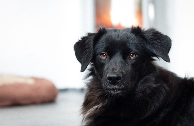 狗狗突然癫痫抽搐,狗狗突发癫痫该如何缓解